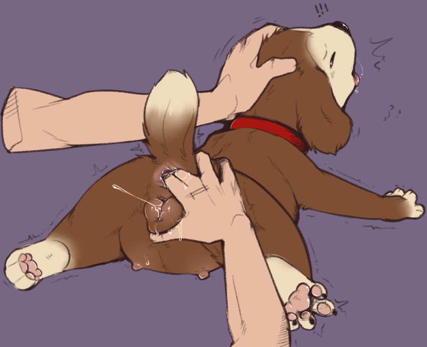 Rule 34 – anal anal fingering anal orgasm animal genitalia animal pussy anus bodily fluids brandy (hamtaro) canid canine canine genitalia canine pussy canis collar disembodied hand domestic dog duo female feral feral penetrated fingering genital fluids genitals hamtaro (series) hi res human human on feral human penetrating human penetrating feral humanoid hands interspecies looking pleasured lying male male/female mammal nipples on front penetration pussy pussy juice sex simple background sploot vandalistpikachu zoophilia | 8337875