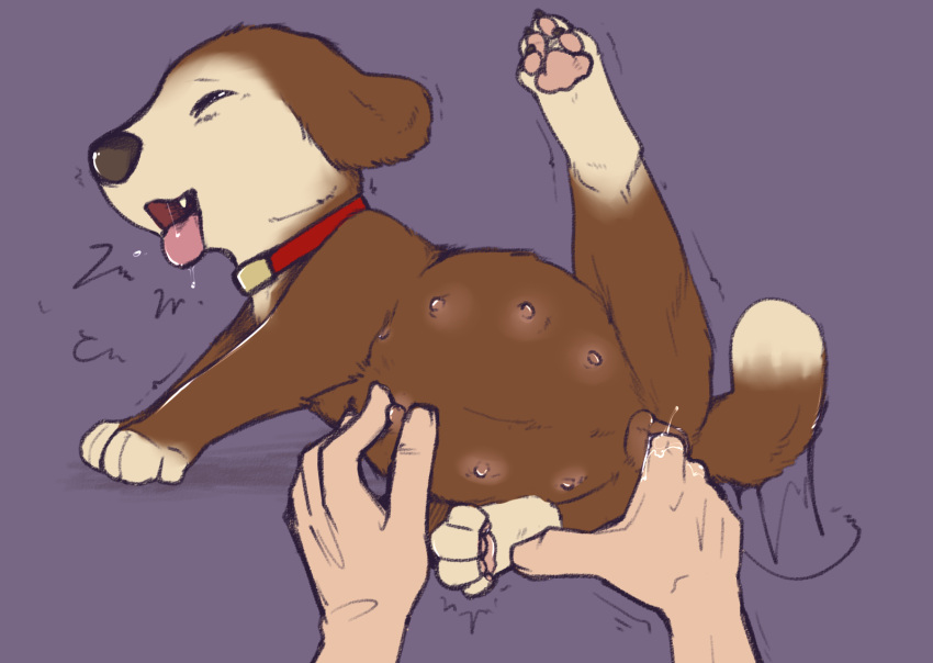 Rule 34 – animal genitalia animal pussy bodily fluids brandy (hamtaro) canid canine canine genitalia canine pussy canis collar disembodied hand domestic dog duo female feral finger fuck fingering floppy ears genital fluids genitals hamtaro (series) hi res human human on feral humanoid hands interspecies lying male male/female mammal nipple fetish nipple pinch nipple play pinch pregnant pregnant female pussy pussy juice simple background tongue tongue out vaginal penetration vandalistpikachu zoophilia | 8337416