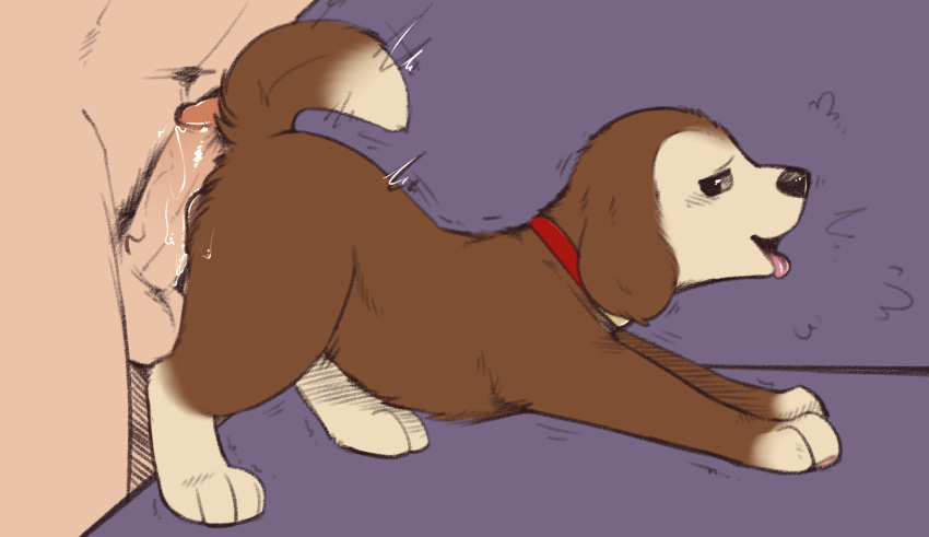 Rule 34 – animal genitalia animal pussy ass up brandy (hamtaro) canid canine canine genitalia canine pussy canis domestic dog duo female female on human feral genitals hamtaro (series) hi res human human on feral humanoid genitalia humanoid penis interspecies larger human larger male male male/female male on feral mammal penis pussy rubbing pussy size difference smaller female smaller feral vandalistpikachu zoophilia | 8337868