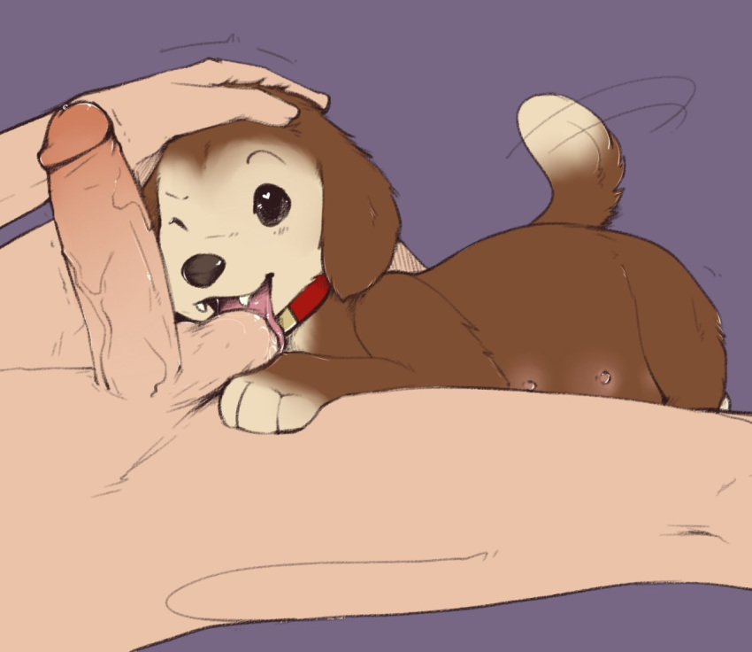 Rule 34 – ball lick balls brandy (hamtaro) canid canine canis collar domestic dog duo faceless character faceless human faceless male female female on human feral floppy ears genitals hamtaro (series) human human on feral humanoid genitalia humanoid penis interspecies larger human larger male licking lying male male/female male on feral mammal multi nipple nipples on back on front oral penis sex simple background size difference smaller female smaller feral tail tail motion tailwag tongue tongue out vandalistpikachu zoophilia | 8337881