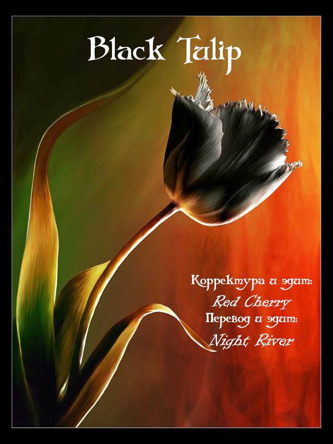 1040348 main black tulip